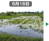 515