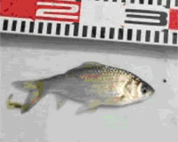 ti